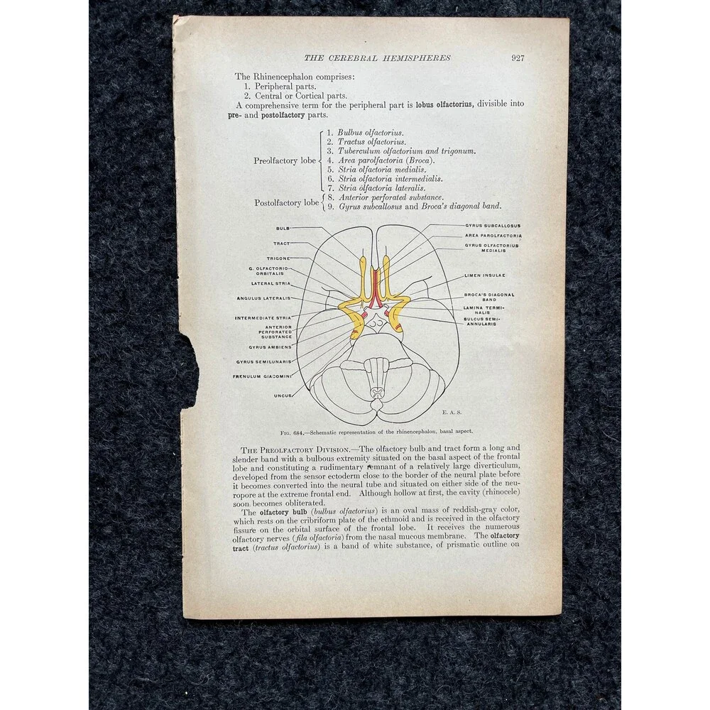 Original 1913 Anatomy Pages of Human Body, Anatomy Physiology Textbook Gifts, T